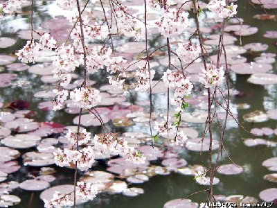 stop_sakura03.jpg