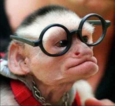 funnymonkey.jpg