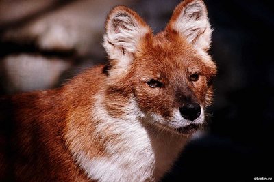 1259481392_aeb50106-dhole-facecloseup.jpg