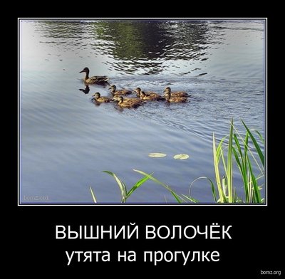 demotivator_143851-2010.12.15-01.08.38-bomz.org-demotivator_viyshniyi_volochiek_utyata_na_progulke.tmp.jpg