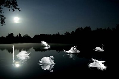 swan.jpg