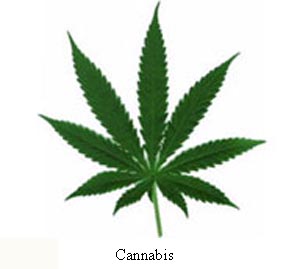 Cannabis